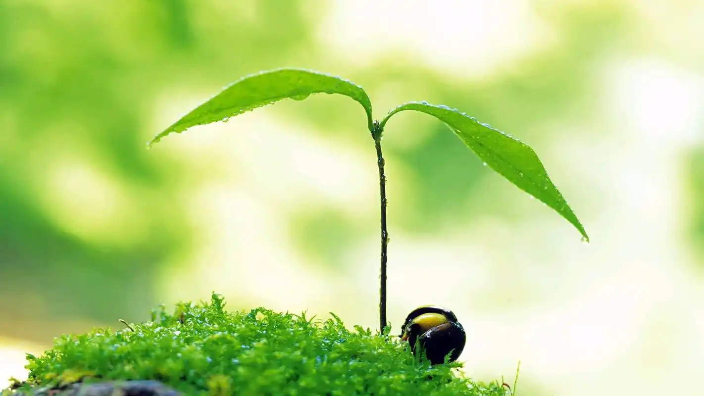 绿色护眼嫩芽植物桌面壁纸