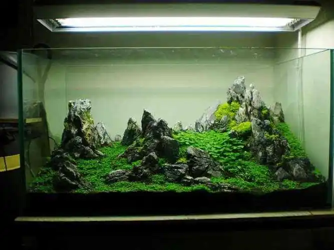 90青龙石草缸造景图,水草缸青龙石怎么固定?-图片大观-奇异网