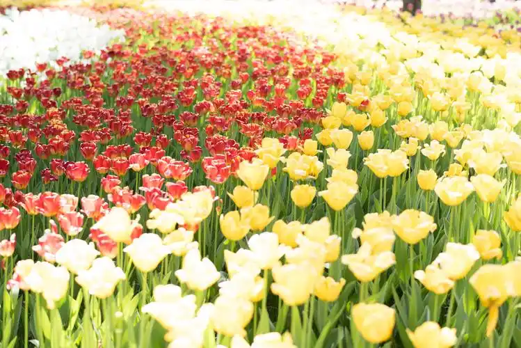 风景摄影:百花齐放,争奇斗艳