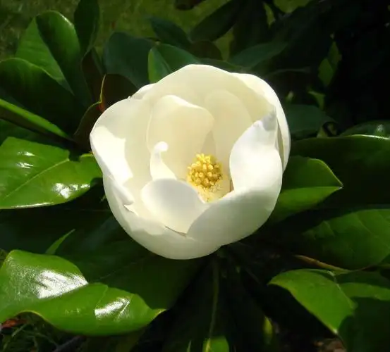 广玉兰生长环境(广玉兰生长环境气候类型)