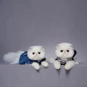 纯白波斯大脸猫加菲猫幼崽活体白色宠物猫异国短毛猫cfa血统猫舍