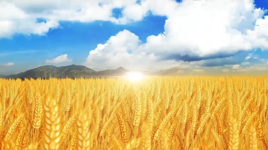 4k唯美金色麦浪背景视频素材天空写实风吹麦浪歌曲背景