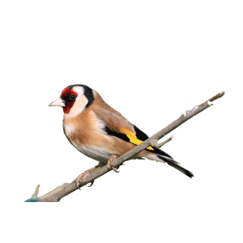 一只鸟在树枝上