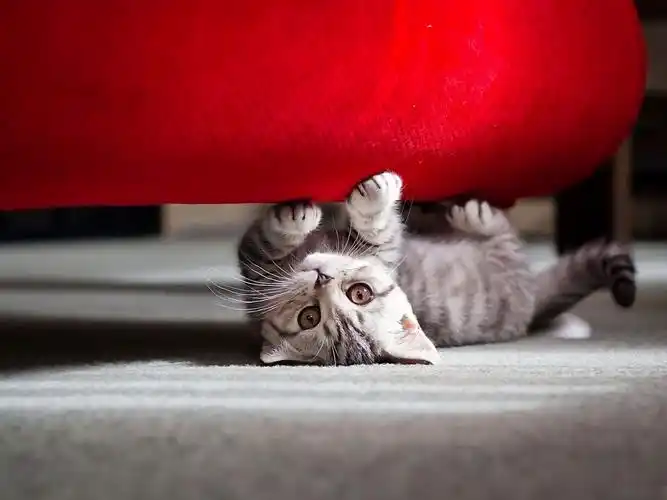 动物-条纹图像,猫壁纸,躺下尺量图,枪口背景,俏皮素材 高清