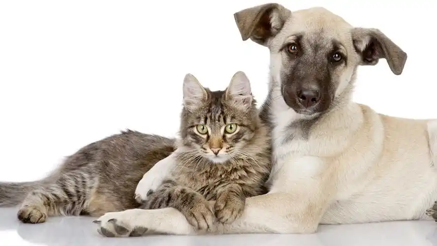 亲密的猫咪和狗狗图片,高清图片,电脑桌面-壁纸族