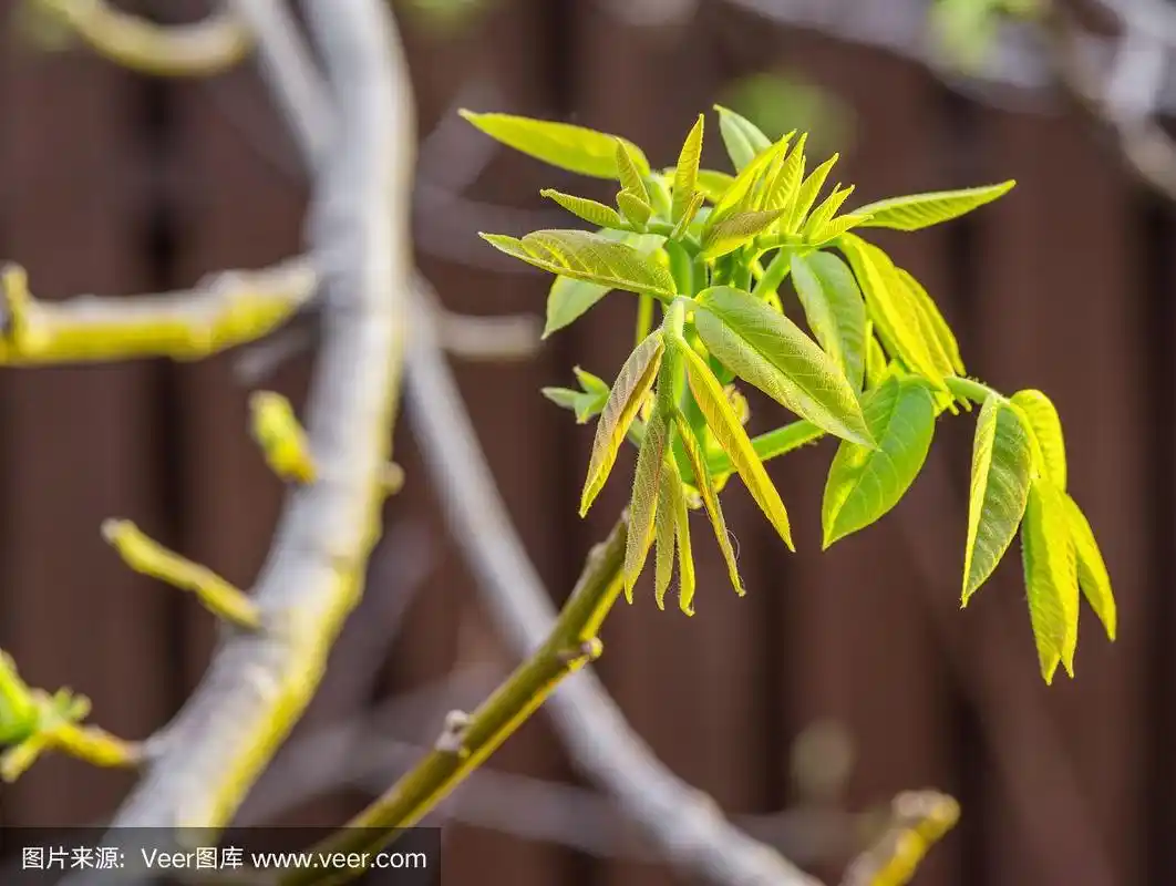 特写核桃树的新鲜叶子.