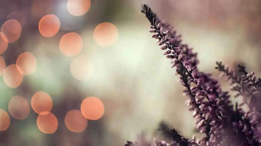 唯美朦胧意境风景图片桌面壁纸