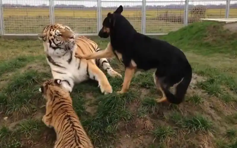 和狗狗一起长大的虎