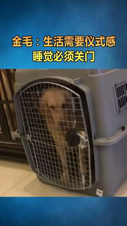 金毛:生活需要仪式感,睡觉必须关门
