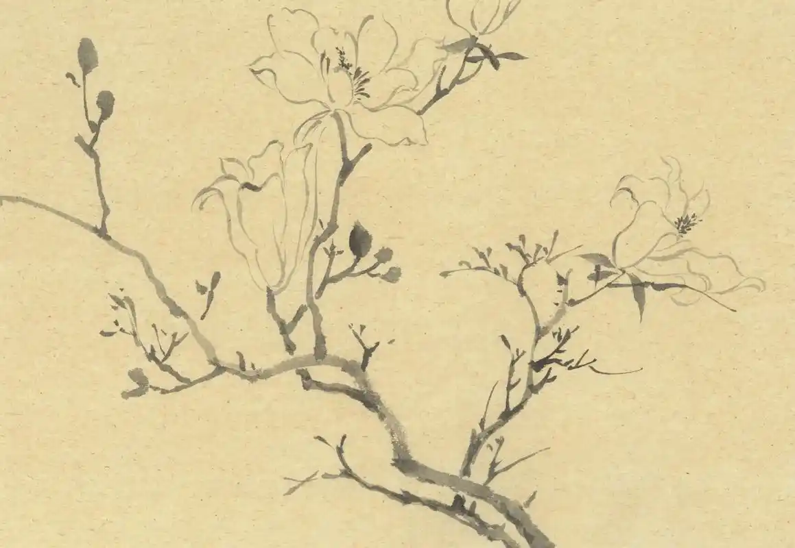 课稿.#画画 #艺术 #没骨画 #玉兰花 #覃得住国画 - 抖音