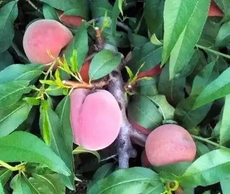 陕西阿布白毛桃,阿布白桃价格,新阿布白桃