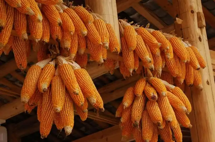 湘桂黔之旅(云舍村,梵净山篇) 2020/8/2—8/12 - 美篇