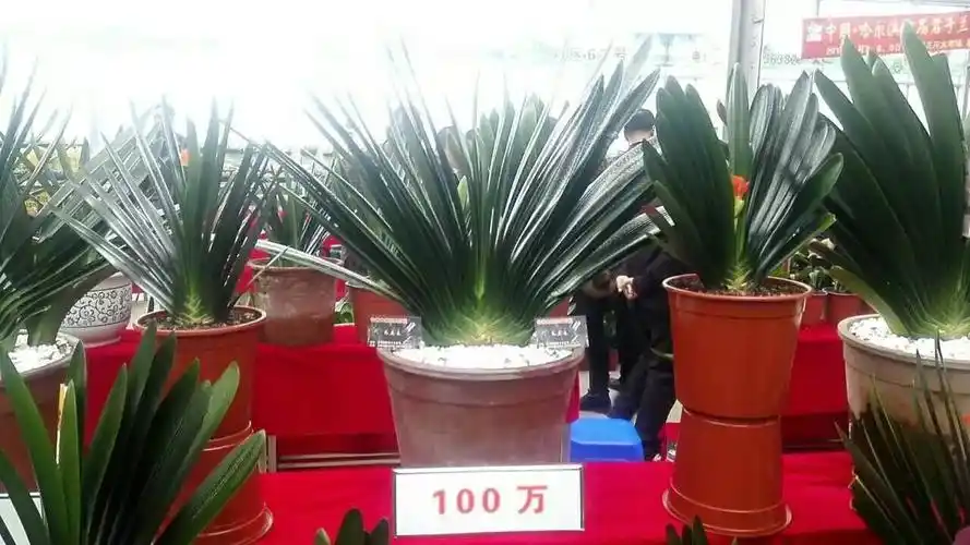 198万!天价君子兰来哈,卖家这么解释标价……上万盆好花,可以看到周日