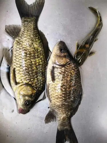 3月17,再战芝麻鲫