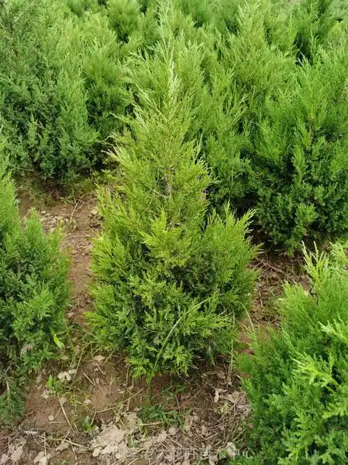 50公分塔柏树小苗一棵,50公分,60公分,30公分塔柏价格