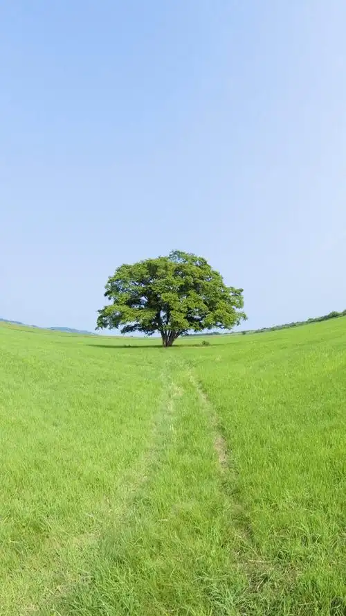 养眼绿色护眼草原风景