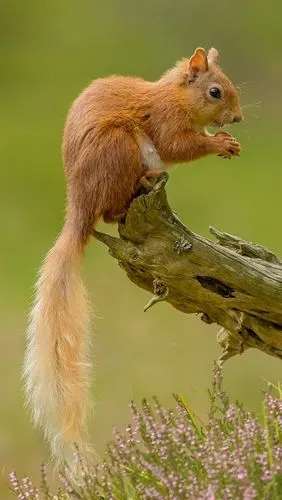 松鼠,尾巴,花,干树 iphone 壁纸