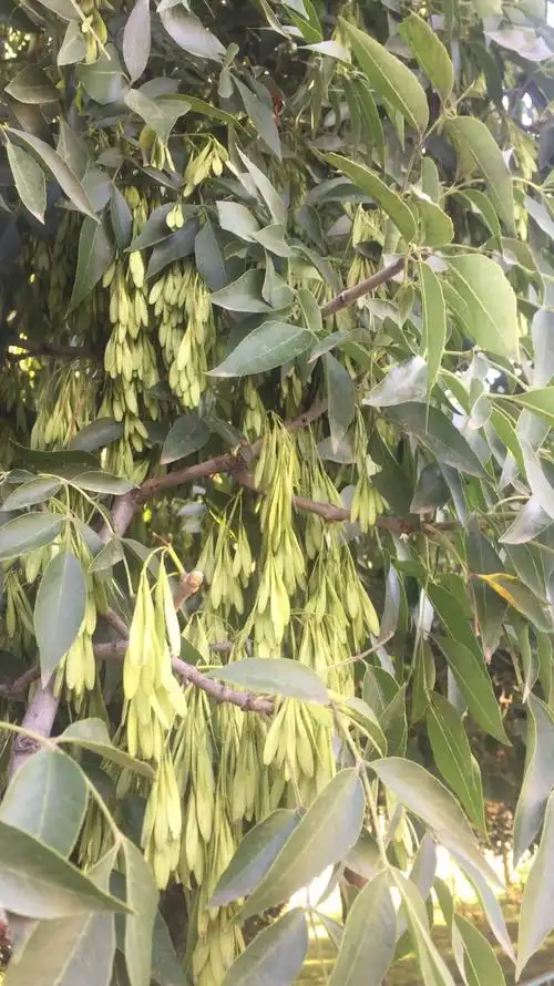 认识植物之—-白蜡