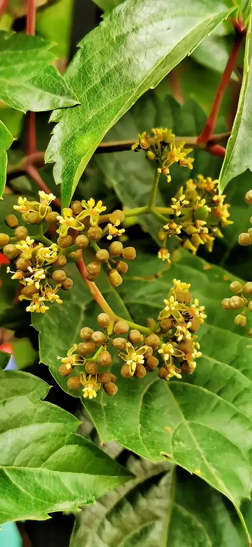 以前总是被爬山虎红色的茎叶和黑色的果实所吸引,从来没好好看一眼它