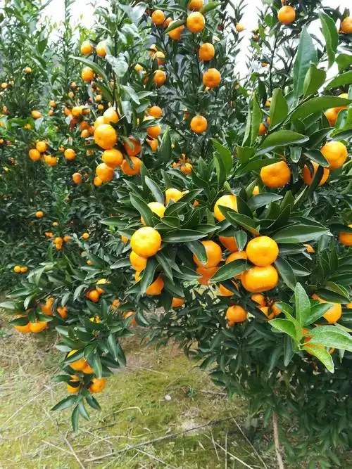 马水桔 4 - 4.5cm 1两以下