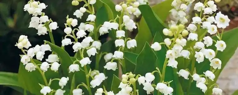 芬兰国花是什么花