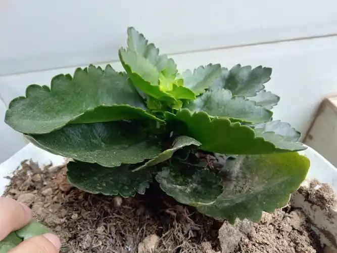 一片叶子繁殖的长寿花