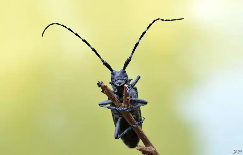 天牛漂亮的触角