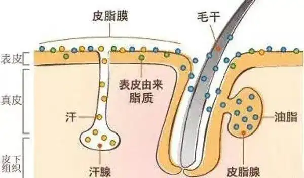 1,汗腺可以分泌和排泄汗液我们的皮肤不能排毒,但可以分泌和排泄.