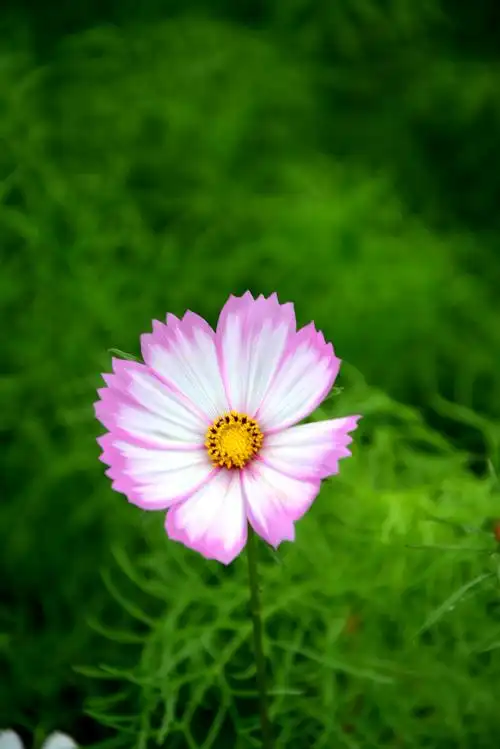 开平一日(1)立园梦幻岛.波斯菊