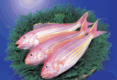 展开全部 金线鱼.一种海鱼