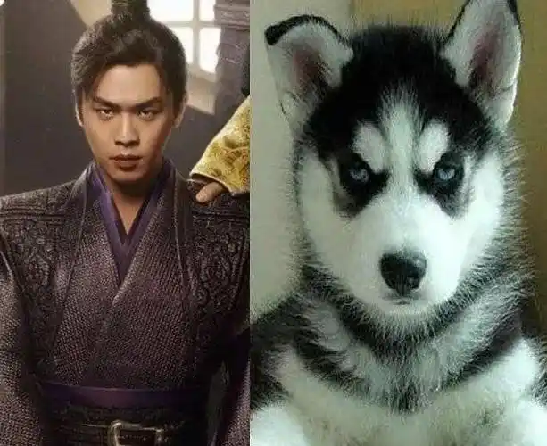 张若昀长得像哈士奇这个梗也是一直过不去的了