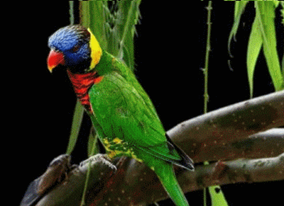 最漂亮的鸟:鹦鹉,野山鸡,斑鸠.太美了!