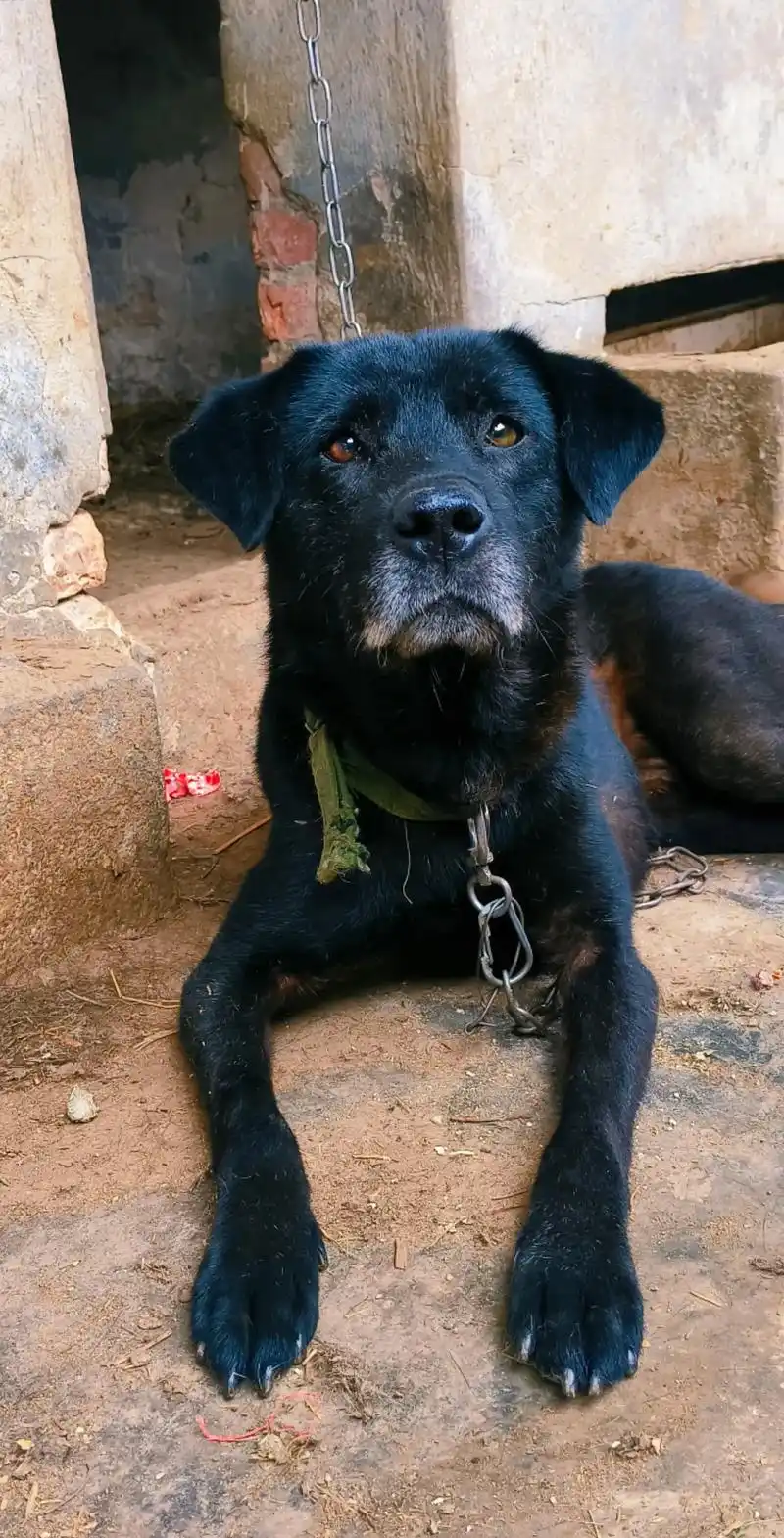 凉山犬真是越看越迷人.#实战猎犬 #猎犬热爱 #中华田园犬 - 抖音