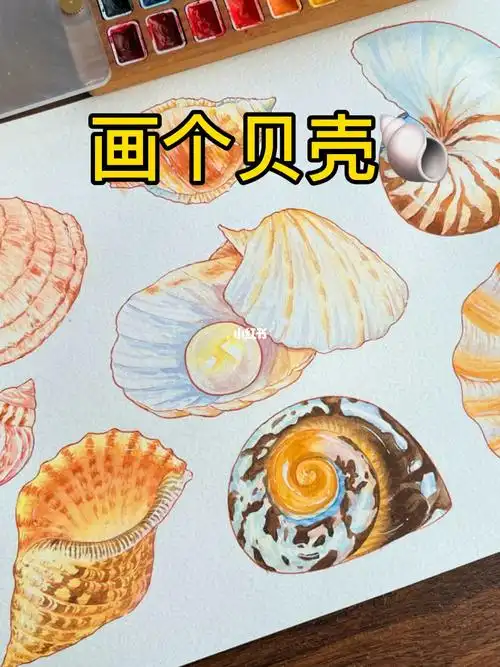 水彩教程画个贝壳