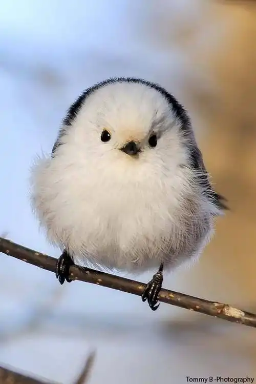 有的鸟表面看起来萌萌的,其实背地里很爱吃脑花.