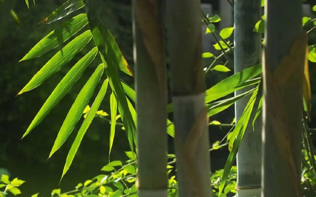 绿色护眼竹林风景图片桌面壁纸