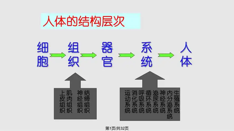 人体八大系统48003ppt课件
