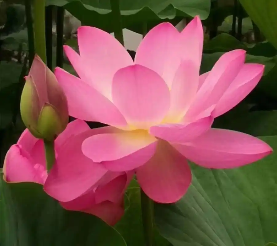 一花一世界一叶一菩提 #一起享受大自然的美 #好看头像 - 抖音