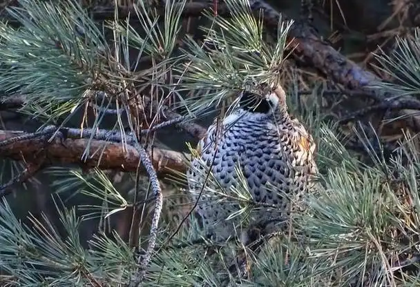 回顾:东北"飞龙"是什么?上个世纪猎人打飞龙,为何只开一枪?