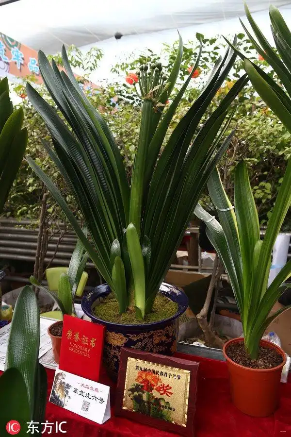 吉林长春现天价君子兰 六十六万元一株你见过吗?