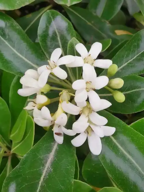 小野花灵魂画光叶海桐