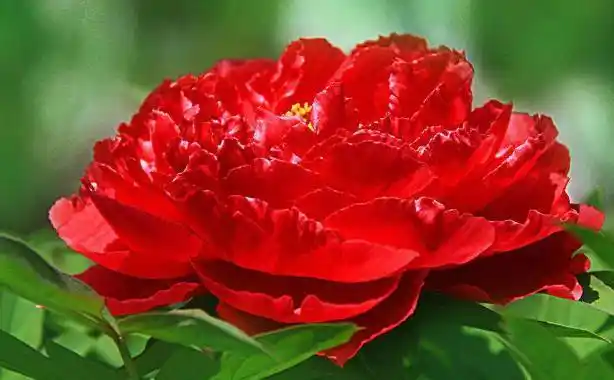 妩媚多姿的大红牡丹花,牡丹控们赶快看过来