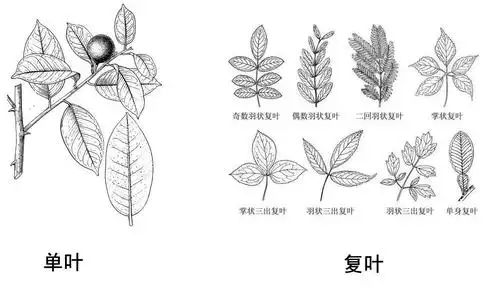 植物的叶怎么称复叶和单叶