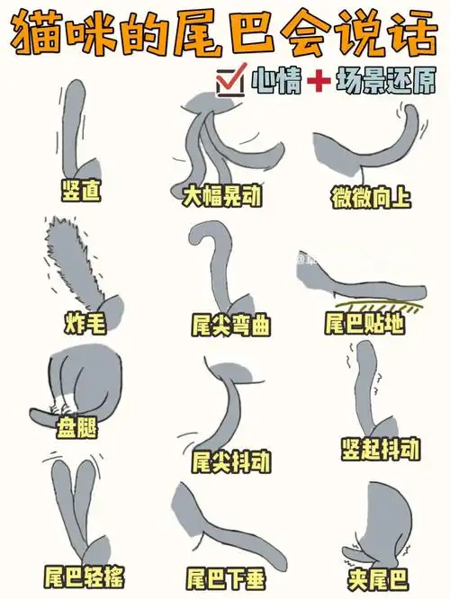 秒懂猫咪心情99猫咪的尾巴会说话7515场景还原