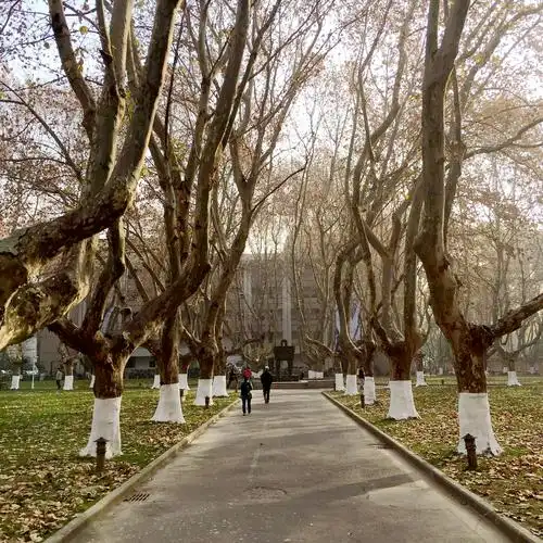 总务处开展冬季校园行道树刷白工作