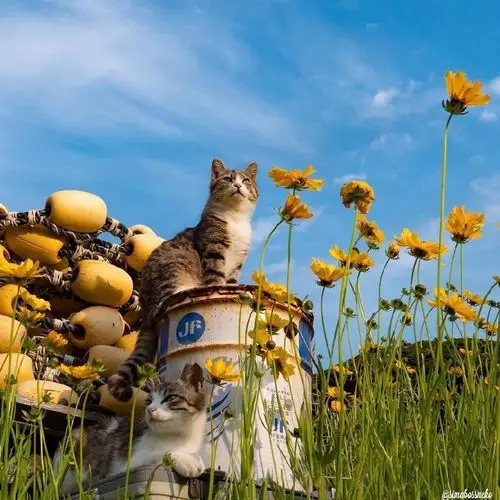 暖心治愈系早安心语文案,句句清爽干净,配好看的图片