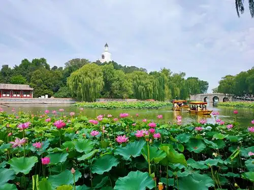 北海公园荷花