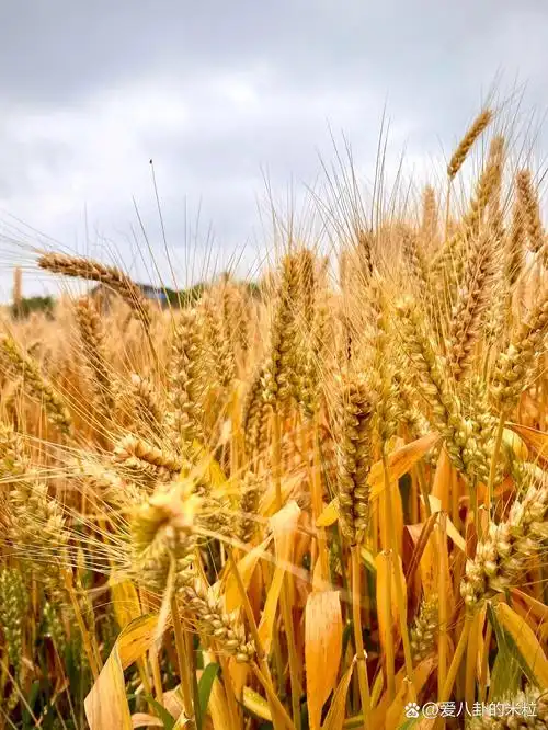 今天外业拍到了雨后即将成熟的麦子