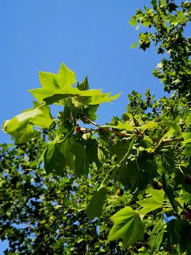 枫香树结的小果实,有的已经开始变红了.