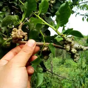 高档贵州野生藤三七苗物落盆栽景中药材川七l种球阳台爬藤洋植ins